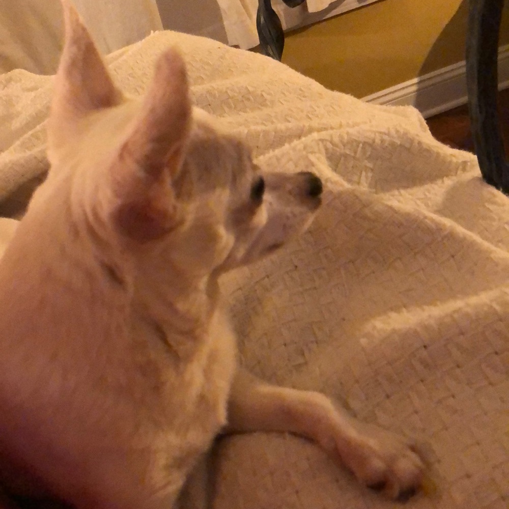 Meet your Posher, Ginger